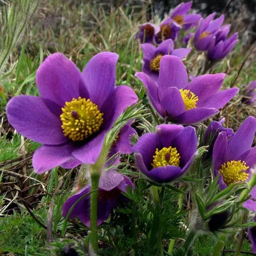 Pulsatilla - Dediţel sau anemonă