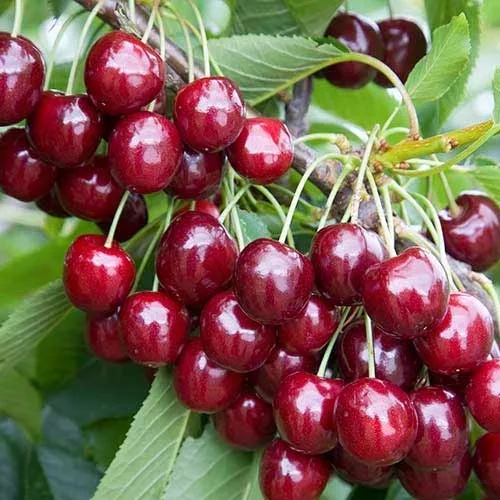 Ceaiul din cozi de cireşe bun pentru rinichi
