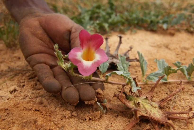 Gheara diavolului, deşi cu nume dubios, este totuşi o plantă benefică