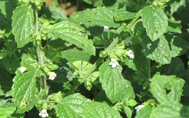 O plantă benefică: Roiniţa
