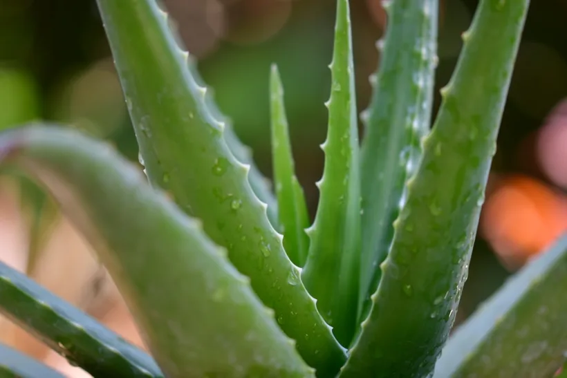 Ceaiul de Aloe Vera