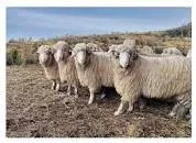 Oile în ajutorul sănătăţii umane