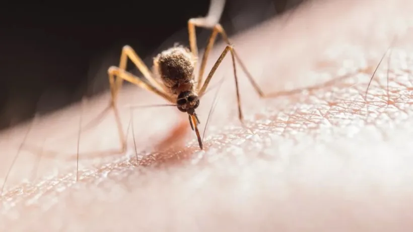 Prima infecție confirmată din Galați cu virusul West Nile   