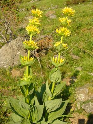 20 gentiana