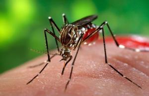 47 de cazuri de infecție cu virusul West Nile, în ultimele trei luni