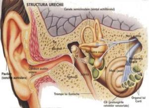 Despre Otită