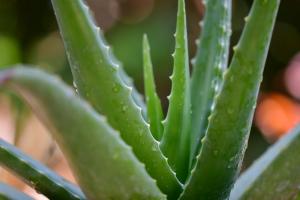 16 aloe