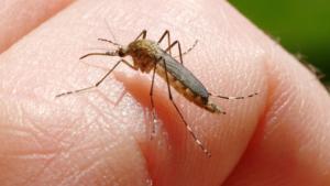 Galațiul, trei din cele 21 de infecții cu West Nile din această vară