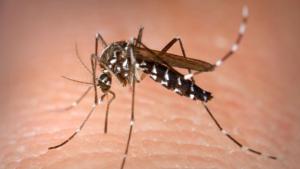 Galațiul, unul dintre cele opt cazuri de infecție cu West Nile raportate în această vară