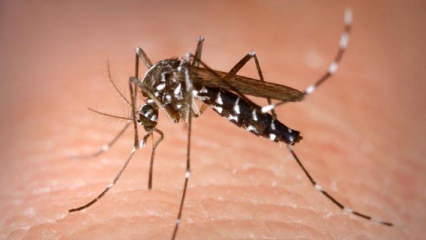 Galațiul, unul dintre cele opt cazuri de infecție cu West Nile raportate în această vară